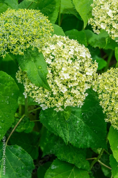 Obraz Hydrangea blooming in the garden in summer, selective focus.