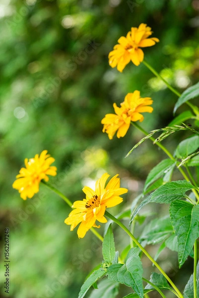 Obraz Yellow daisy flower blooming in the garden in summer, selective focus