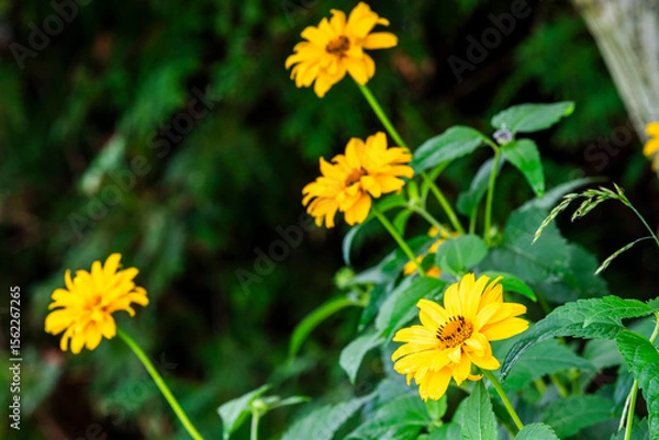 Obraz Yellow daisy flower blooming in the garden in summer, selective focus