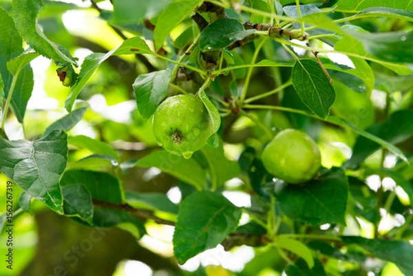 Obraz Apples growing in the garden in summer, selective focus.