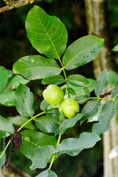 Obraz Walnut tree growing in the garden in summer, selective focus.