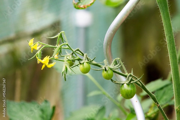 Obraz Tomatoes growing in the garden in summer, selective focus.