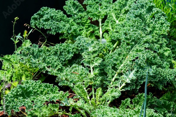 Obraz Kale growing in the garden in summer, selective focus.