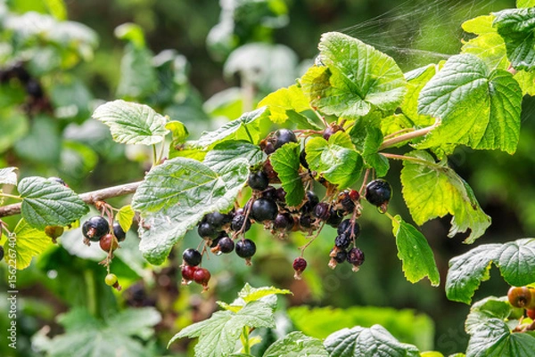Obraz Blackcurrant growing in the garden in summer, selective focus.