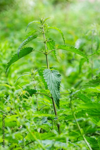 Obraz Nettle growing in a meadow in summer, selective focus.