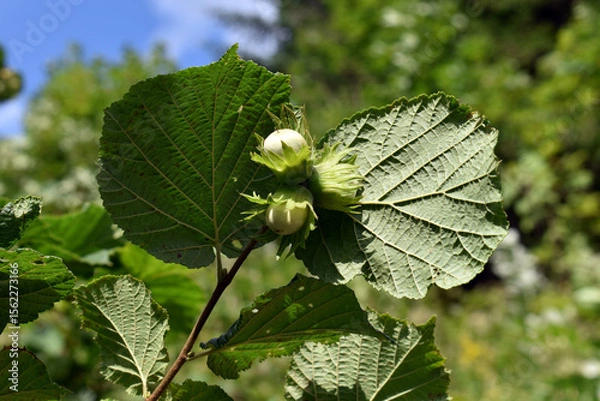 Obraz hazelnut on the tree