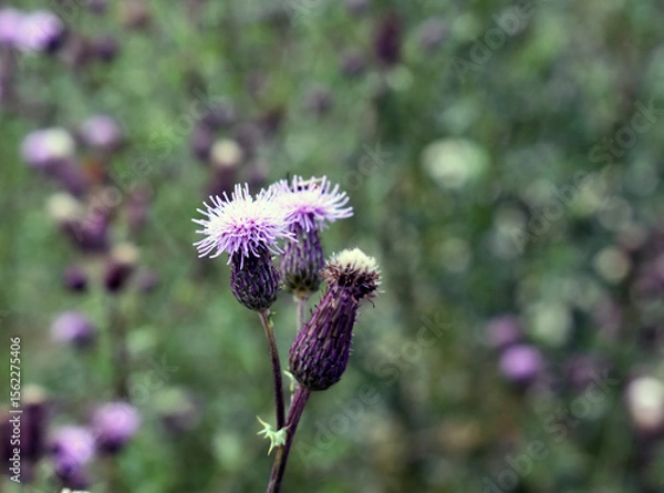 Obraz purple thistle flower