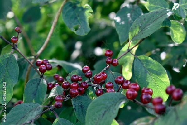Obraz red berries on a branch