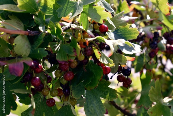 Obraz green berries on the tree