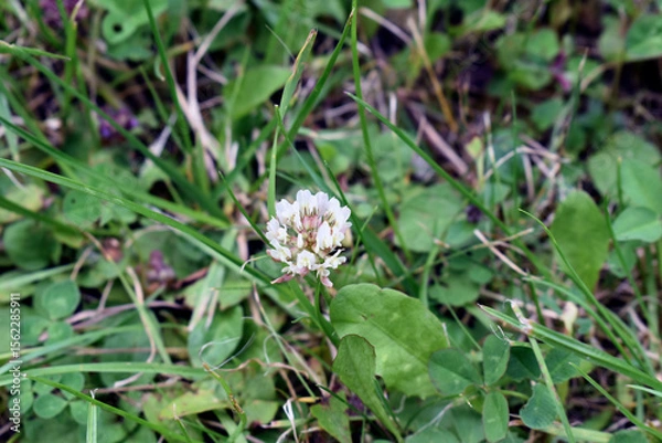 Obraz alfalfa flower in the field