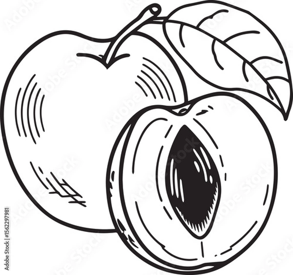 Obraz Adobe Illustrator Artwork plum