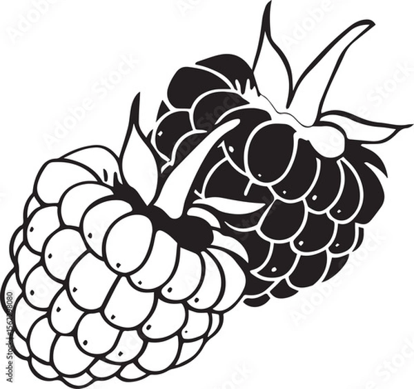 Obraz Adobe Illustrator Artwork raspberry