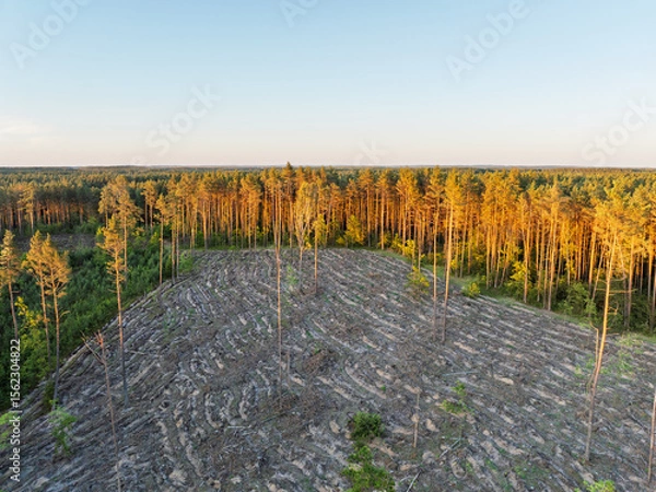 Fototapeta Deforested Forested Area with Evening Sunlight Illuminating Pine Trees. Drone