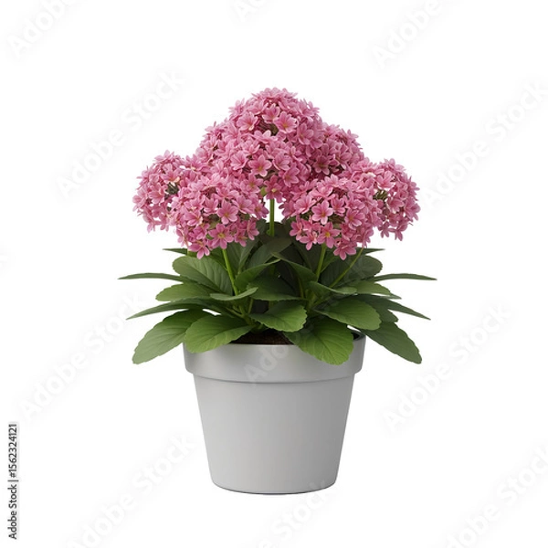 Obraz Potted flower isolated on white background