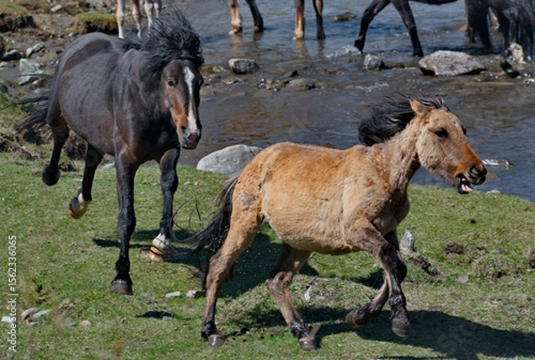 Fototapeta Russia. The South of Western Siberia, the Altai Mountains. A black stallion chases another stallion through the valley of the Ursul River to sort things out.