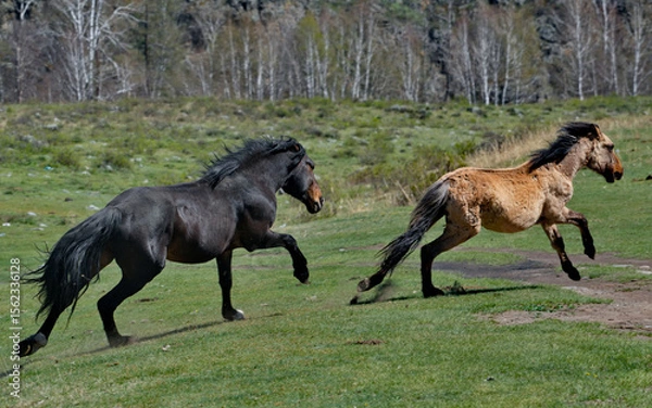 Fototapeta Russia. The South of Western Siberia, the Altai Mountains. A black stallion chases another stallion through the valley of the Ursul River to sort things out.