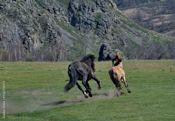 Fototapeta Russia. The South of Western Siberia, the Altai Mountains. A black stallion chases another stallion through the valley of the Ursul River to sort things out.