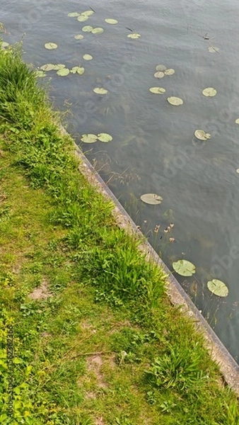 Fototapeta Green grassy riverbank next to calm water with floating lily pads creating a peaceful natural scene