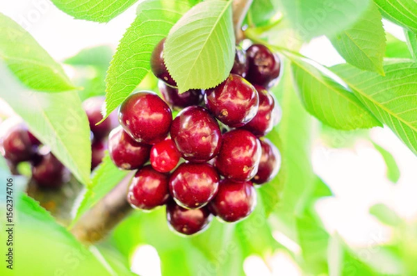 Fototapeta Close up of fresh ripe cherries growing in summer on tree branch in sunlight