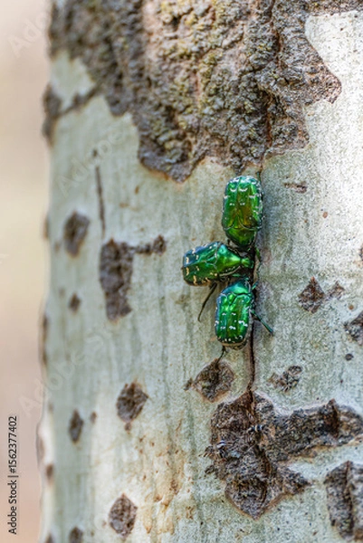 Fototapeta Three beetles of The golden rose chafer, or common rose chafer (Cetonia aurata), sit on the trunk of a poplar tree and feed on sap flowing from a crack in the bark of the tree, close-up.