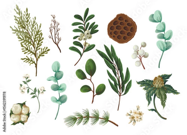 Obraz Vector Christmas botanical set with greenery leaves berries and flowers