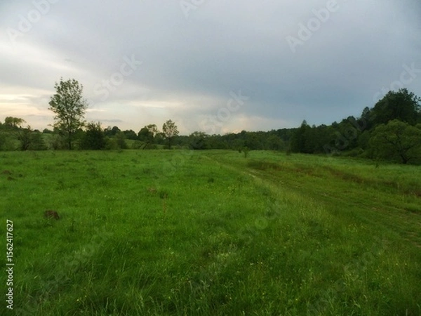 Obraz Beautiful evening meadow landscape