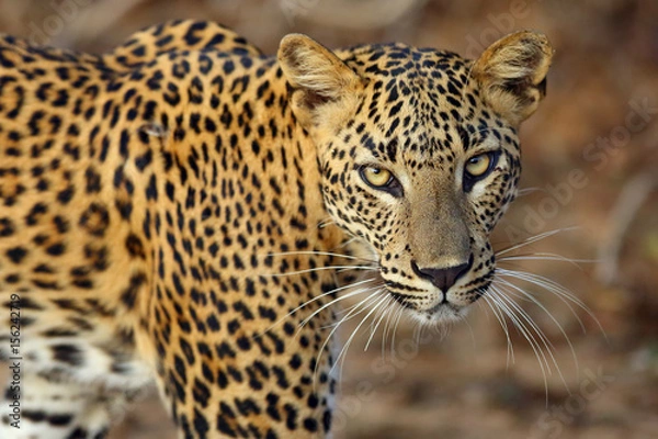 Fototapeta Lampart Sri Lanki (Panthera Pardus Kotiya), żeńska portait dzikiego lamparta