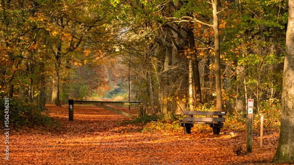 Obraz Autumn walk through the forest