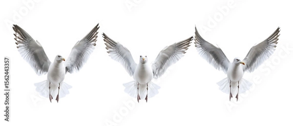 Fototapeta Pack Collection Three Seagulls in Flight Majestic Wings Against a White Background set against transparent background