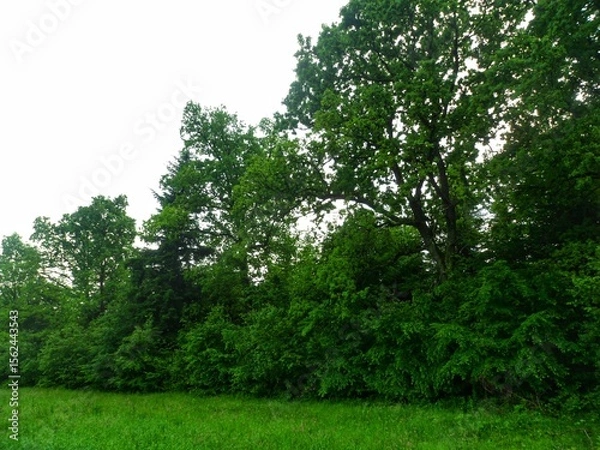 Obraz Beautiful green oak forest edge