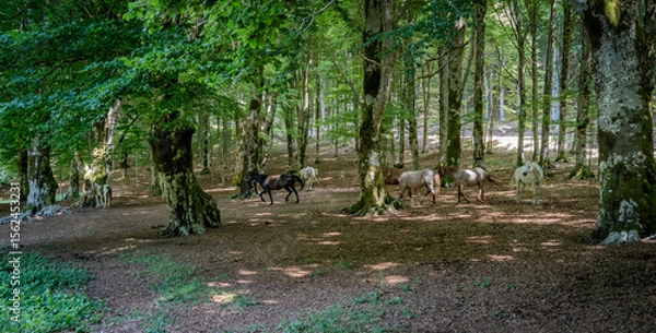 Obraz trees in the park