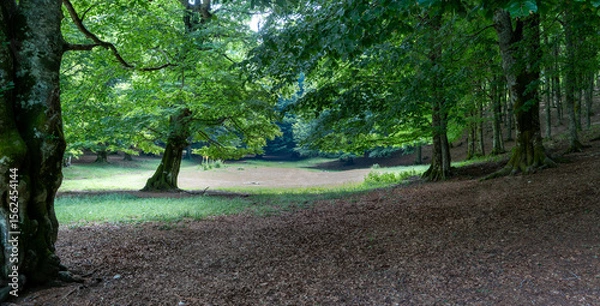 Obraz trees in the park