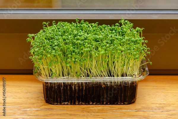 Obraz Green alfalfa sprouts inside plastic pot container next to window interior