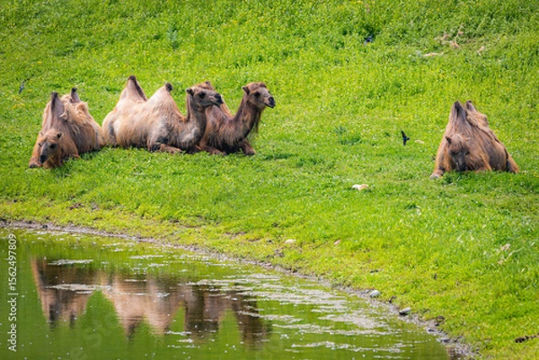 Obraz Group of camels resting on the grass field