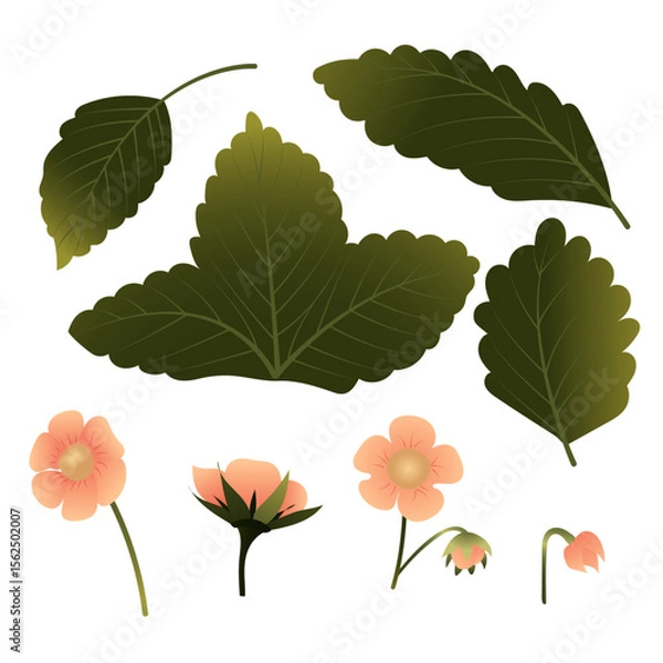 Obraz Set of strawberries with leaves and flowers. Vector illustration isolated on white background.