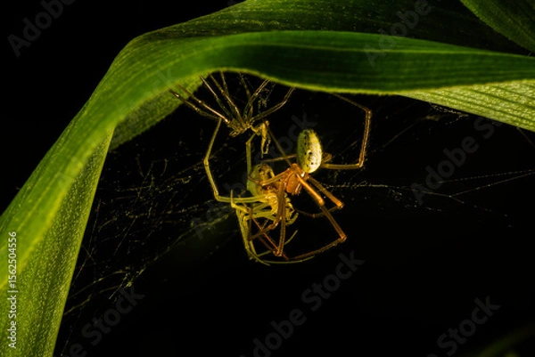 Fototapeta spider on a web