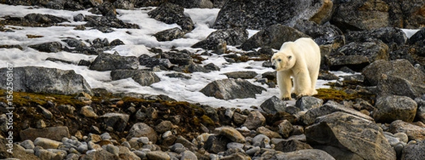 Obraz A polar bear walks through a boulder field