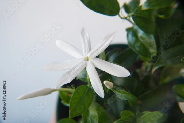 Fototapeta Jasminum multipartitum in bloom, ornamental plant 