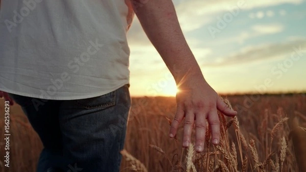 Obraz Fingers of farmer touch golden ears of grain in field in rays of sun. Farmer touching wheat ears with hands in sun. Wheat yellow ripe with grain. Farmer working in wheat field sunset. Agricultural