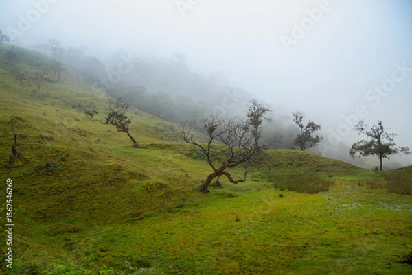 Obraz Cold-climate trees in a foggy area in the mountains. Colombia