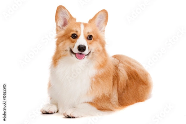Obraz Brown and White Corgi