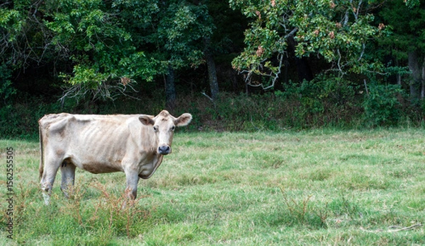 Obraz Sickly cow beyond help