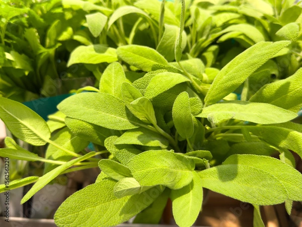 Fototapeta Macro photo of sage herb with vibrant green leaves and soft texture. Ideal for culinary, botanical, or wellness-themed visuals.