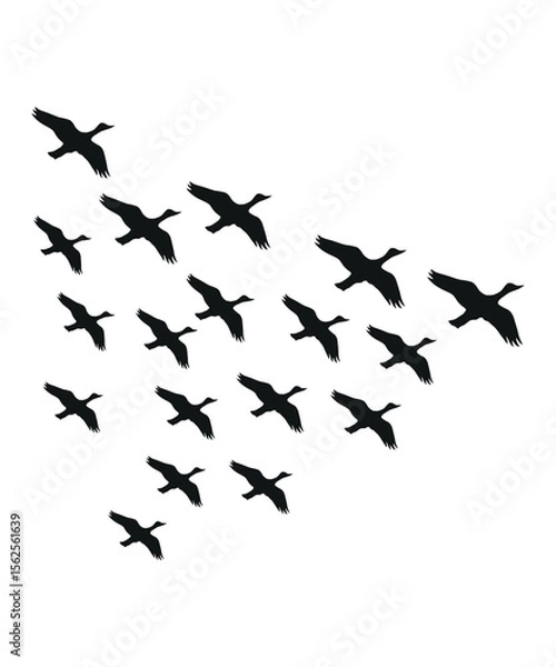 Fototapeta Flying Birds in V Formation Silhouette Vector, Migrating Flock of Birds in Flight, Nature and Wildlife Graphic