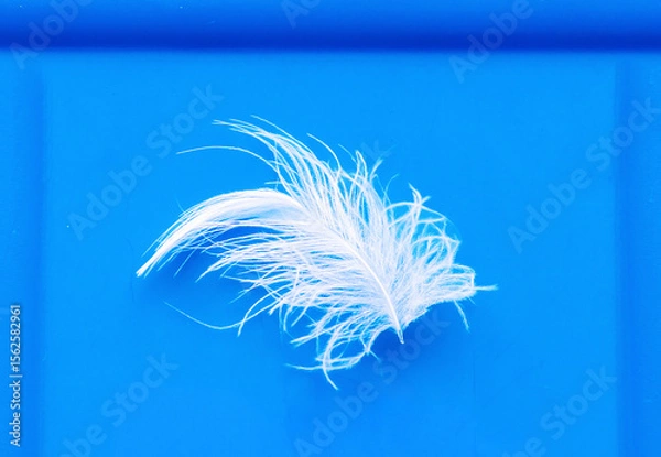 Obraz Detail of white fluffy feather isolated on blue background