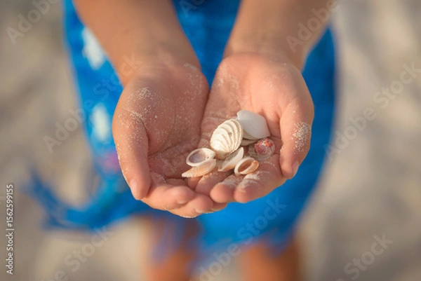 Fototapeta Small shells in the hands of a girl in a blue dress.