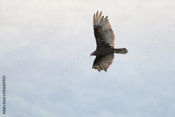 Obraz Large Turkey Vulture bird shows belly with wing spread wide in flight over the mountains