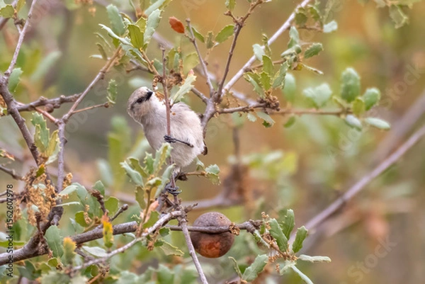 Obraz Gray Vireo bird clings tightly to branch perch while foraging for a meal to eat