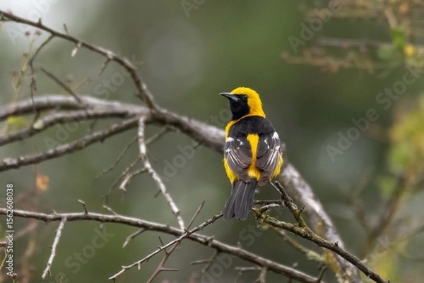 Obraz Brightly colored yellow and black Oriole bird sits perched on thin branch with an alert eye out for danger