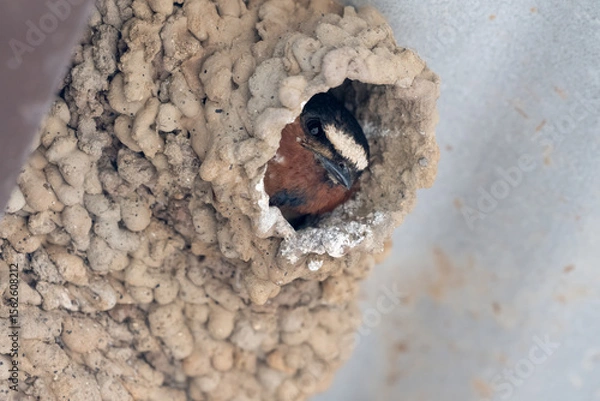 Obraz Adorable Cliff Swallow face peeking out of cozy nest while waiting for time to eat